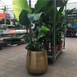 Gina Da Bloempot Karakter Goud - XL -Tuinbenodigdheden Bevordering 1191x1200 7