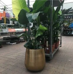 Merkloos Bloempot Karakter Goud - L 11 Merkloos Bloempot Karakter Goud - L -Tuinbenodigdheden Bevordering 1191x1200 8