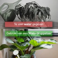 Waterdruppelaar Set Van 12 Stuks - Waterdruppelaar Voor Planten - Watergeefsysteem - Waterbol Irrigatiesysteem - Automatisch Druppelsysteem Voor Kamerplanten & Tuin - Watergever - Transparant - 15cm 15 Waterdruppelaar Set Van 12 Stuks - Waterdruppelaar Voor Planten - Watergeefsysteem - Waterbol Irrigatiesysteem - Automatisch Druppelsysteem Voor Kamerplanten & Tuin - Watergever - Transparant - 15cm -Tuinbenodigdheden Bevordering 1200x1200 1255
