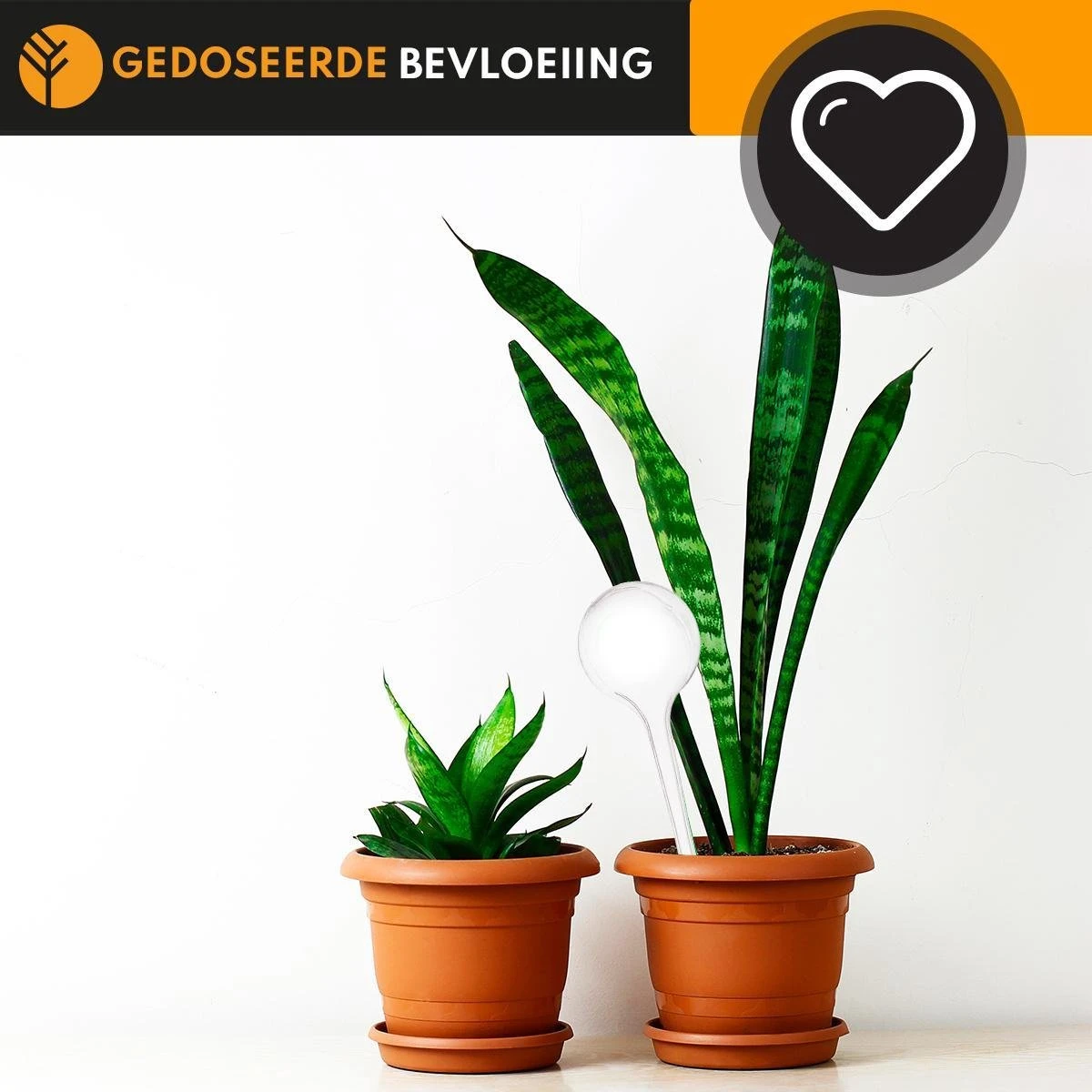 Waterdruppelaar Set Van 6 Stuks Voor Planten Transparant – 27 CM – Automatisch Watergeefsysteem Voor Kamerplanten – Planten Watergever Met Druppelsysteem – Waterbol 6 Waterdruppelaar Set Van 6 Stuks Voor Planten Transparant – 27 CM – Automatisch Watergeefsysteem Voor Kamerplanten – Planten Watergever Met Druppelsysteem – Waterbol - Afbeelding 4