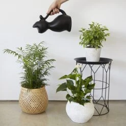 Balvi Meow! Kat Gieter - Zwart -Tuinbenodigdheden Bevordering 1200x1200 1568