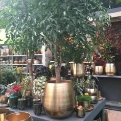 Gina Da Bloempot Karakter Goud - XL -Tuinbenodigdheden Bevordering 1200x1200 1666