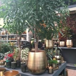 Merkloos Bloempot Karakter Goud - L 13 Merkloos Bloempot Karakter Goud - L -Tuinbenodigdheden Bevordering 1200x1200 1683