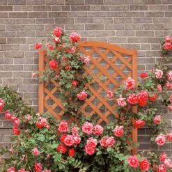 Relaxdays Plantenbak Met Klimrek - Bloembak Trellis - Rankhulp Hout - Voor Klimplanten 13 Relaxdays Plantenbak Met Klimrek - Bloembak Trellis - Rankhulp Hout - Voor Klimplanten -Tuinbenodigdheden Bevordering 1200x1200 1688