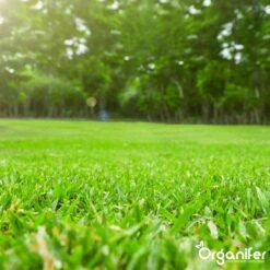 Gazonmest All-In-One (5Kg - Voor 100m2) Voor Een Diepgroen Sterk Gazon Zonder Mos En Onkruid - Complete Meststof Met Kalk En Grasversterker - Organifer 22 Gazonmest All-In-One (5Kg - Voor 100m2) Voor Een Diepgroen Sterk Gazon Zonder Mos En Onkruid - Complete Meststof Met Kalk En Grasversterker - Organifer -Tuinbenodigdheden Bevordering 1200x1200 1709