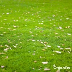 Gazonmest All-In-One (5Kg - Voor 100m2) Voor Een Diepgroen Sterk Gazon Zonder Mos En Onkruid - Complete Meststof Met Kalk En Grasversterker - Organifer 32 Gazonmest All-In-One (5Kg - Voor 100m2) Voor Een Diepgroen Sterk Gazon Zonder Mos En Onkruid - Complete Meststof Met Kalk En Grasversterker - Organifer -Tuinbenodigdheden Bevordering 1200x1200 1719