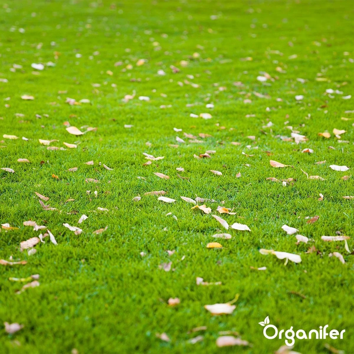 Gazonmest All-In-One (5Kg - Voor 100m2) Voor Een Diepgroen Sterk Gazon Zonder Mos En Onkruid - Complete Meststof Met Kalk En Grasversterker - Organifer 17 Gazonmest All-In-One (5Kg - Voor 100m2) Voor Een Diepgroen Sterk Gazon Zonder Mos En Onkruid - Complete Meststof Met Kalk En Grasversterker - Organifer - Afbeelding 15