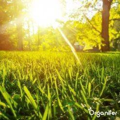 Gazonmest All-In-One (5Kg - Voor 100m2) Voor Een Diepgroen Sterk Gazon Zonder Mos En Onkruid - Complete Meststof Met Kalk En Grasversterker - Organifer 33 Gazonmest All-In-One (5Kg - Voor 100m2) Voor Een Diepgroen Sterk Gazon Zonder Mos En Onkruid - Complete Meststof Met Kalk En Grasversterker - Organifer -Tuinbenodigdheden Bevordering 1200x1200 1720