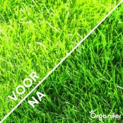 Gazonmest All-In-One (20Kg - Voor 400m2) Voor Een Diepgroen Sterk Gazon Zonder Mos En Onkruid - Complete Meststof Met Kalk En Grasversterker - Organifer 19 Gazonmest All-In-One (20Kg - Voor 400m2) Voor Een Diepgroen Sterk Gazon Zonder Mos En Onkruid - Complete Meststof Met Kalk En Grasversterker - Organifer -Tuinbenodigdheden Bevordering 1200x1200 1728