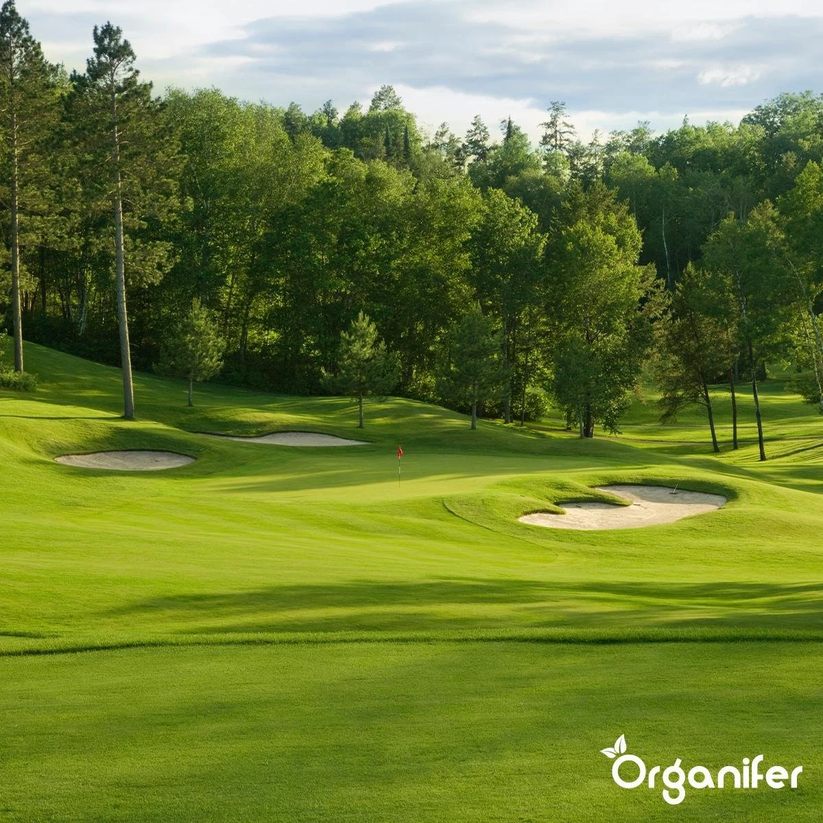 Gazonmest All-In-One (20Kg - Voor 400m2) Voor Een Diepgroen Sterk Gazon Zonder Mos En Onkruid - Complete Meststof Met Kalk En Grasversterker - Organifer 14 Gazonmest All-In-One (20Kg - Voor 400m2) Voor Een Diepgroen Sterk Gazon Zonder Mos En Onkruid - Complete Meststof Met Kalk En Grasversterker - Organifer - Afbeelding 12
