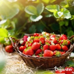 Lavagruis Uit Eifel Oergesteente (20Kg Voor 200m2) Grof Lavameel 0-2mm - Organifer 19 Lavagruis Uit Eifel Oergesteente (20Kg Voor 200m2) Grof Lavameel 0-2mm - Organifer -Tuinbenodigdheden Bevordering 1200x1200 1742