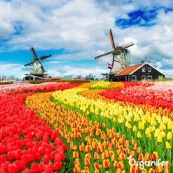 Lavagruis Uit Eifel Oergesteente (20Kg Voor 200m2) Grof Lavameel 0-2mm - Organifer 20 Lavagruis Uit Eifel Oergesteente (20Kg Voor 200m2) Grof Lavameel 0-2mm - Organifer -Tuinbenodigdheden Bevordering 1200x1200 1743