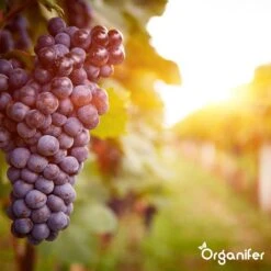 Lavagruis Uit Eifel Oergesteente (20Kg Voor 200m2) Grof Lavameel 0-2mm - Organifer 21 Lavagruis Uit Eifel Oergesteente (20Kg Voor 200m2) Grof Lavameel 0-2mm - Organifer -Tuinbenodigdheden Bevordering 1200x1200 1744