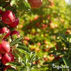 Lavagruis Uit Eifel Oergesteente (20Kg Voor 200m2) Grof Lavameel 0-2mm - Organifer 26 Lavagruis Uit Eifel Oergesteente (20Kg Voor 200m2) Grof Lavameel 0-2mm - Organifer -Tuinbenodigdheden Bevordering 1200x1200 1749