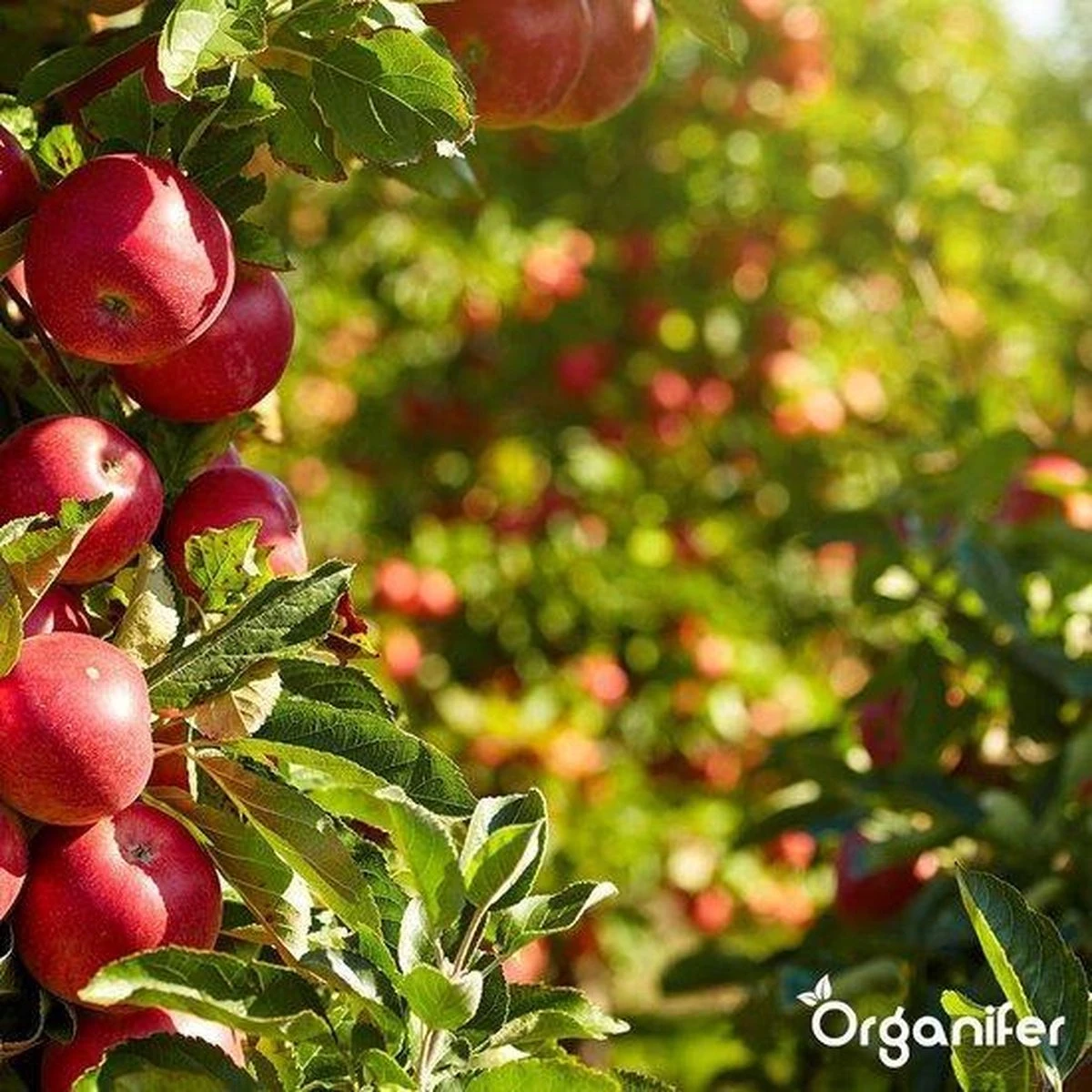 Lavagruis Uit Eifel Oergesteente (20Kg Voor 200m2) Grof Lavameel 0-2mm - Organifer 12 Lavagruis Uit Eifel Oergesteente (20Kg Voor 200m2) Grof Lavameel 0-2mm - Organifer - Afbeelding 10