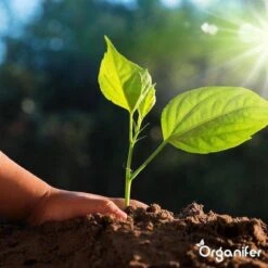 Lavagruis Uit Eifel Oergesteente (20Kg Voor 200m2) Grof Lavameel 0-2mm - Organifer 27 Lavagruis Uit Eifel Oergesteente (20Kg Voor 200m2) Grof Lavameel 0-2mm - Organifer -Tuinbenodigdheden Bevordering 1200x1200 1750