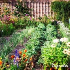 Lavagruis Uit Eifel Oergesteente (20Kg Voor 200m2) Grof Lavameel 0-2mm - Organifer 30 Lavagruis Uit Eifel Oergesteente (20Kg Voor 200m2) Grof Lavameel 0-2mm - Organifer -Tuinbenodigdheden Bevordering 1200x1200 1753