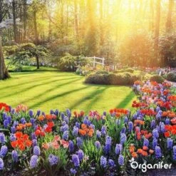 Lavagruis Uit Eifel Oergesteente (20Kg Voor 200m2) Grof Lavameel 0-2mm - Organifer 31 Lavagruis Uit Eifel Oergesteente (20Kg Voor 200m2) Grof Lavameel 0-2mm - Organifer -Tuinbenodigdheden Bevordering 1200x1200 1754