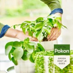 Pokon Bio Groene Planten Voeding - 500ml - Plantenvoeding (bio) - 7ml Per 1L Water -Tuinbenodigdheden Bevordering 1200x1200 1763