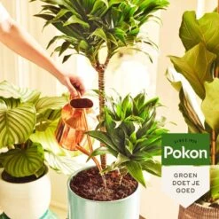 Pokon Kamerplanten Voeding - 1l - Plantenvoeding - 20ml Per 1L Water -Tuinbenodigdheden Bevordering 1200x1200 1764