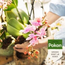 Pokon Orchidee Voeding - 250ml - Plantenvoeding - 10ml Per 1L Water -Tuinbenodigdheden Bevordering 1200x1200 1768