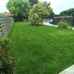 Gazonmest Met Ijzersulfaat Voor 100m²Gras | Gazon Meststof Met Ijzer | Mos Bestrijding & Gras Bemesting In Één | Ideaal Voor Meststofstrooier | Gazonbemesting -Tuinbenodigdheden Bevordering 1200x1200 1772