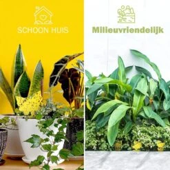 Rouwvliegjes Bestrijden - Fruitvliegjes Vanger - Varenrouwmug Bestrijden - Vliegenvanger - Plak Klavertjes Tegen Rouwvliegen - Vangplaten - 12 Stuks -Tuinbenodigdheden Bevordering 1200x1200 536