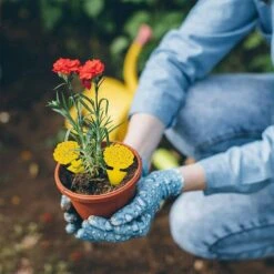 Rouwvliegjes Bestrijden - Fruitvliegjes Vanger - Varenrouwmug Bestrijden - Vliegenvanger - Plak Klavertjes Tegen Rouwvliegen - Vangplaten - 12 Stuks -Tuinbenodigdheden Bevordering 1200x1200 538