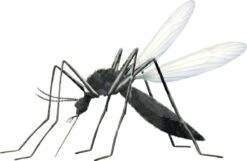 Vapona Anti Muggenstekker - Insectenbestrijding - 45 Nachten -Tuinbenodigdheden Bevordering 1200x784 4