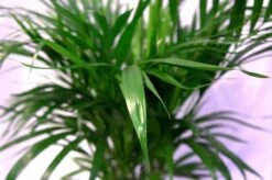 Pokon Powerspray Kamerplanten 300ml -Tuinbenodigdheden Bevordering 1200x796 11