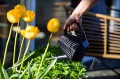 Xala - Gieter Doppio Groove 2L Olijfgrijs -Tuinbenodigdheden Bevordering 1200x799 174