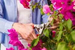 Felco 14 Snoeischaar | Ergonomisch | Voor Kleine Handen 7 Felco 14 Snoeischaar | Ergonomisch | Voor Kleine Handen -Tuinbenodigdheden Bevordering 1200x800 54