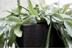 Capi Europe - Bloempot Vierkant Smooth NL - 30x30x30 - Zwart - Voor Binnen En Buiten - KBL902 -Tuinbenodigdheden Bevordering 1200x813 8