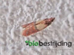 Feromoonval Voedselmotten - Monitoren Van Voedselmotten - Bestrijding - Motten - Motten Bestrijden - Mottenval Voedselmotten - Anti Motten - Feromoon Mottenval - Voedselmotten - Vangplaten En Vanglinten - Biologisch Bestrijden -Tuinbenodigdheden Bevordering 1200x900 35