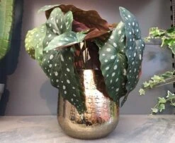 Gina Da Bloempot Karakter Goud - XL -Tuinbenodigdheden Bevordering 1200x984