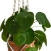 QUVIO Plantenhanger Voor Bloempot - Hangpot - Hangende Bloempot - Plantenhanger Macrame - Plantenhanger Binnen - Hangpotten - Plantenbakken - Hanging Baskets - Gevlochten Touw Met Spiralen -Tuinbenodigdheden Bevordering 311x1200
