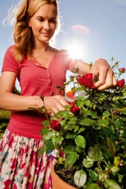 WOLF-Garten Snoeischaar "Premium Plus" RR 4000 - Max. Knipdiameter 22 Mm - Links- En Rechtshandige - Softinleg Handgreep - Snijhoek 30° - Voor Grote Handen - Vervangbare Messen -Tuinbenodigdheden Bevordering 799x1200 13