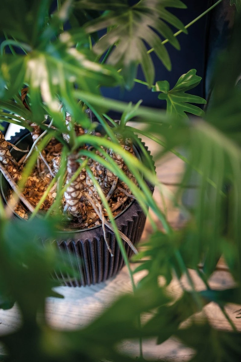 Capi Europe - Bloempot Bol Groove NL - 35x34 - Goud - Voor Binnen En Buiten - KGVGB932 4 Capi Europe - Bloempot Bol Groove NL - 35x34 - Goud - Voor Binnen En Buiten - KGVGB932 - Afbeelding 2