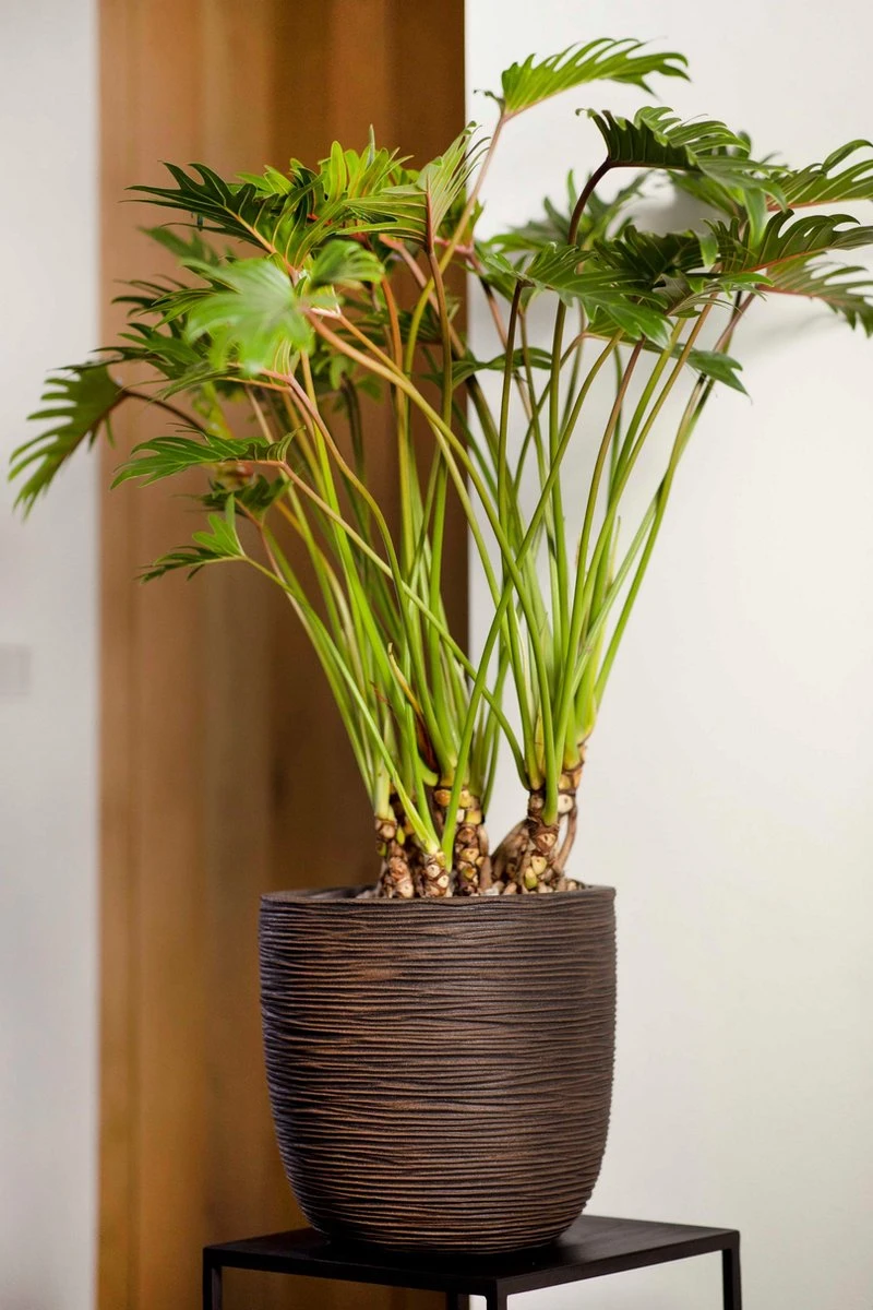 Capi Europe - Bloempot Bol Rib NL - 35x34 - Zwart - Voor Binnen En Buiten - KBLR932 3 Capi Europe - Bloempot Bol Rib NL - 35x34 - Zwart - Voor Binnen En Buiten - KBLR932 - Afbeelding 2