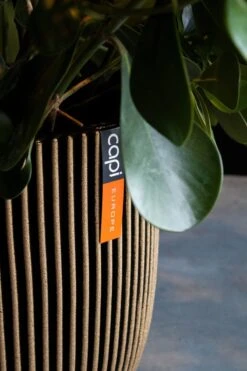 Capi Europe - Bloempot Bol Groove NL - 35x34 - Goud - Voor Binnen En Buiten - KGVGB932 9 Capi Europe - Bloempot Bol Groove NL - 35x34 - Goud - Voor Binnen En Buiten - KGVGB932 -Tuinbenodigdheden Bevordering 800x1200 126