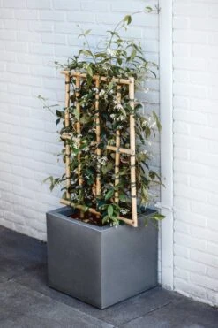 Capi Europe - Bloempot Vierkant Smooth NL - 50x50x50 - Zwart - Voor Binnen En Buiten - KBL904 -Tuinbenodigdheden Bevordering 800x1200 131