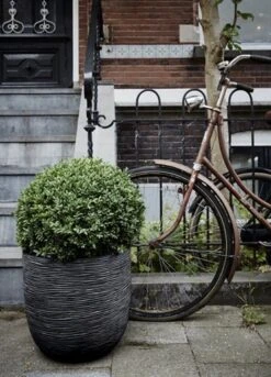 Capi Europe - Bloempot Bol Rib NL - 35x34 - Zwart - Voor Binnen En Buiten - KBLR932 29 Capi Europe - Bloempot Bol Rib NL - 35x34 - Zwart - Voor Binnen En Buiten - KBLR932 -Tuinbenodigdheden Bevordering 864x1200 1